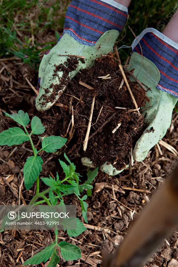 Compost adding on a tomato seedling in a kitchen garden