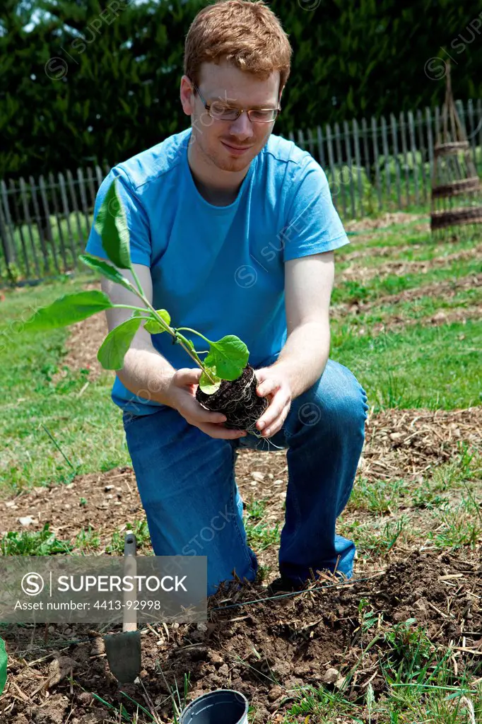 Young man planting eggplant seedlings in a kitchen garden