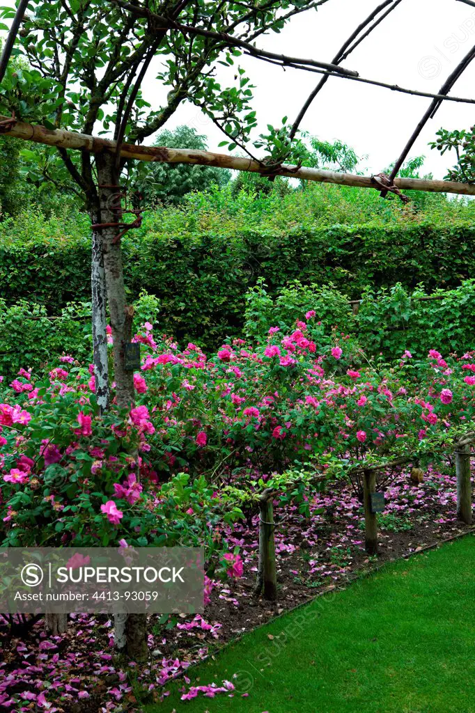 Pear trees along a fence and roses in the garden France