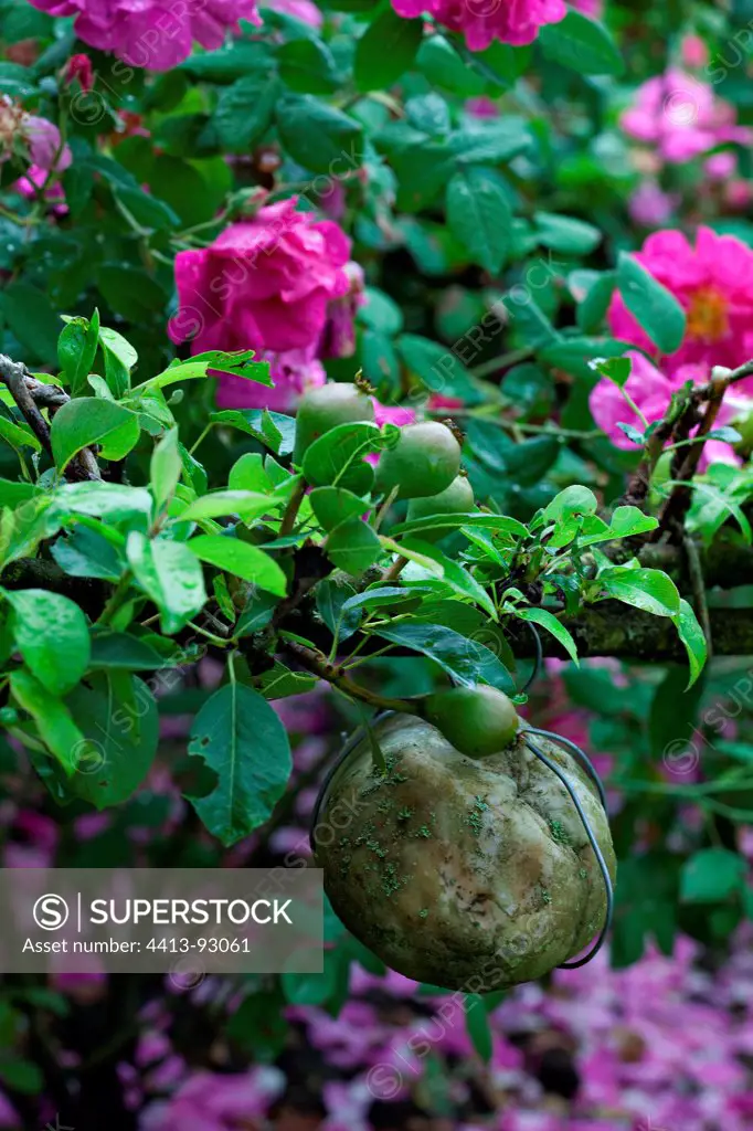 Stone pear tree and Roses Garden of the Priory of Orsan