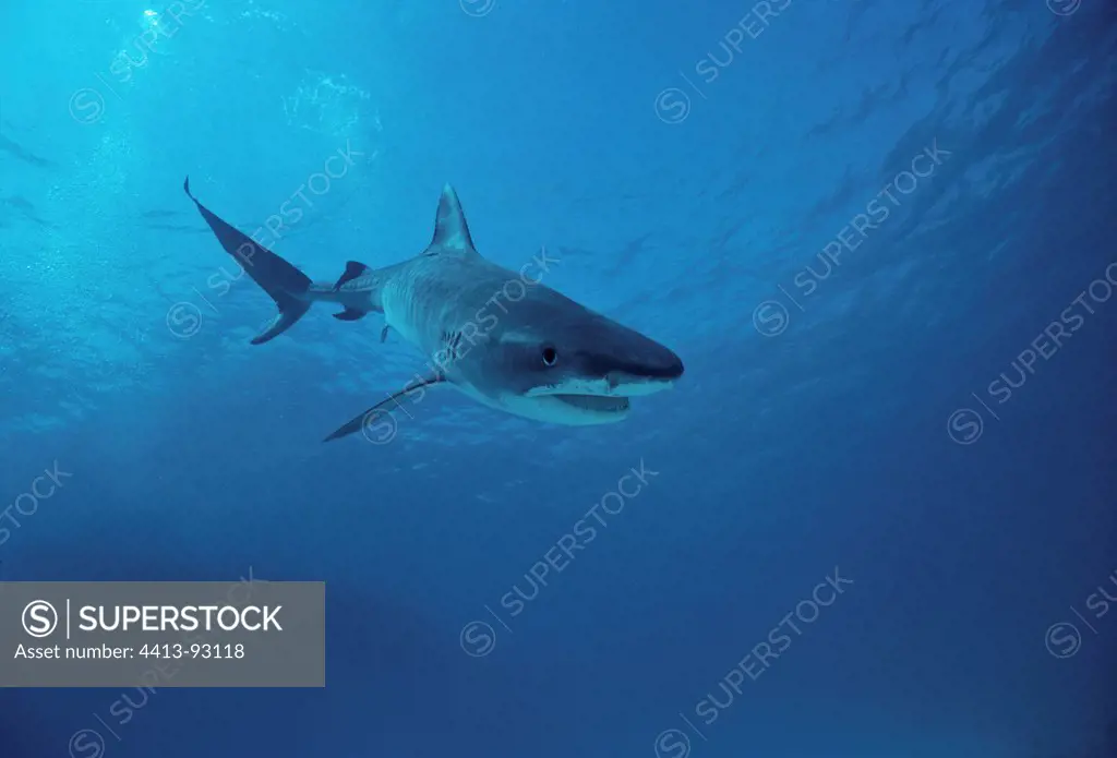 Tiger shark Red Sea