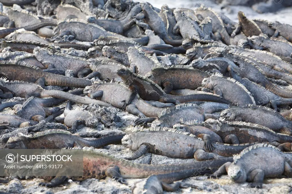 Marine iguanas resting on the shore Fernandina Galapagos