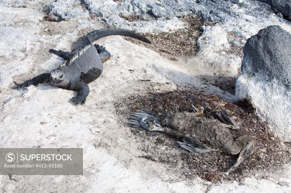 Marine Iguana with dead Flightless Cormorant Fernandina