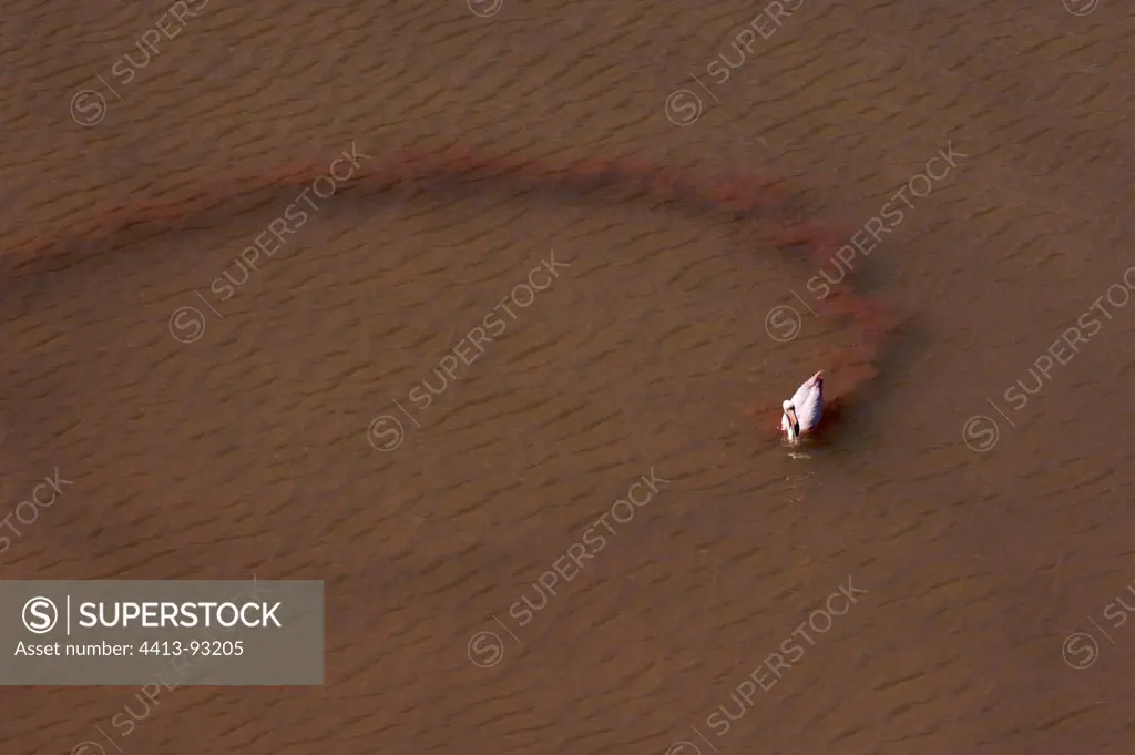 Red Flamingo walking in water Floreana Galapagos