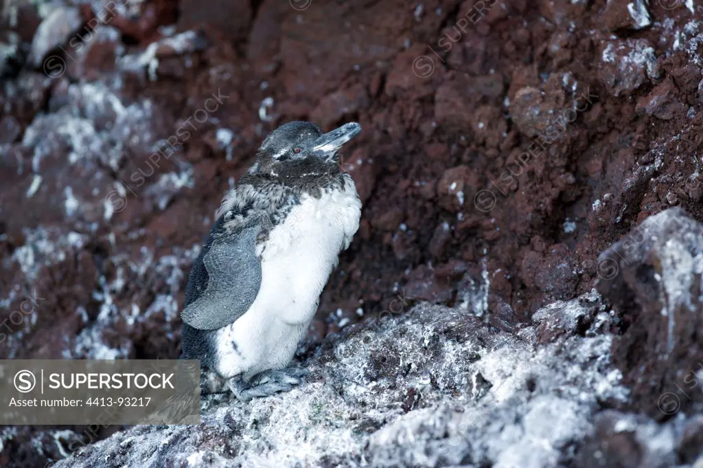 Galapagos penguin on rock Galapagos Isabella