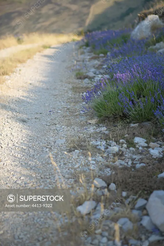 Wild lavender of mountain Provence France