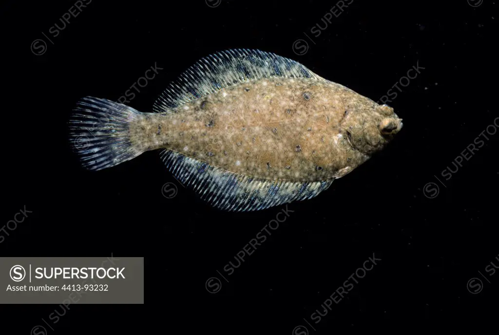 Winter flounder in open ocean in Hodgekin's Cove New England