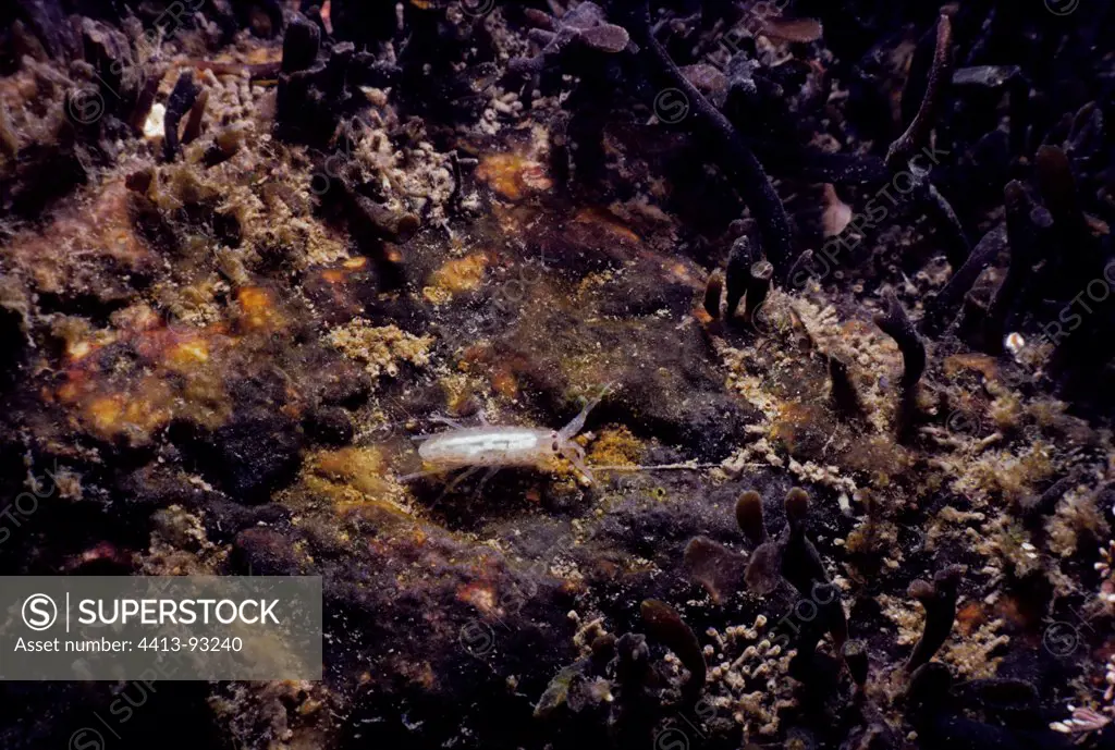 Amphipod on rock New England Atlantic Ocean