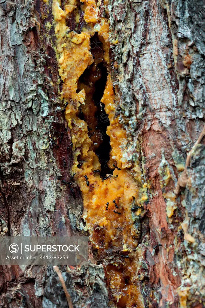 Black ants attacking the bark of a pine in summer Provence