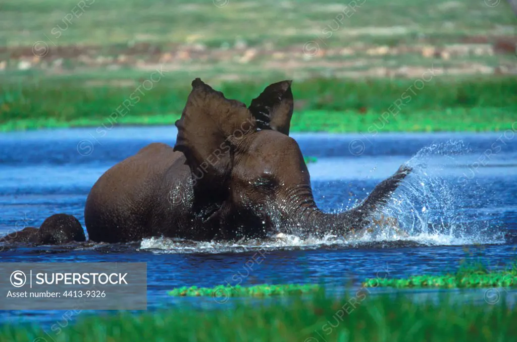 Elephant calf playing in bath Africa