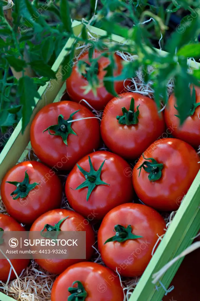 Red tomatoes in a green box in Provence France