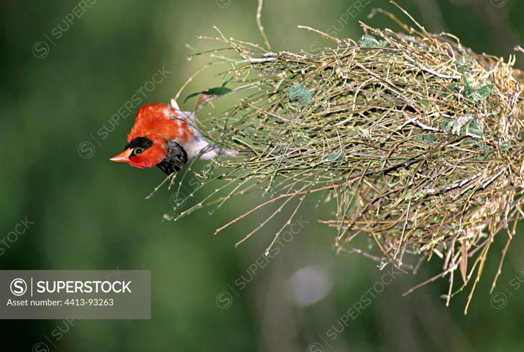 Red-headed weaver on its nest Samburu Kenya