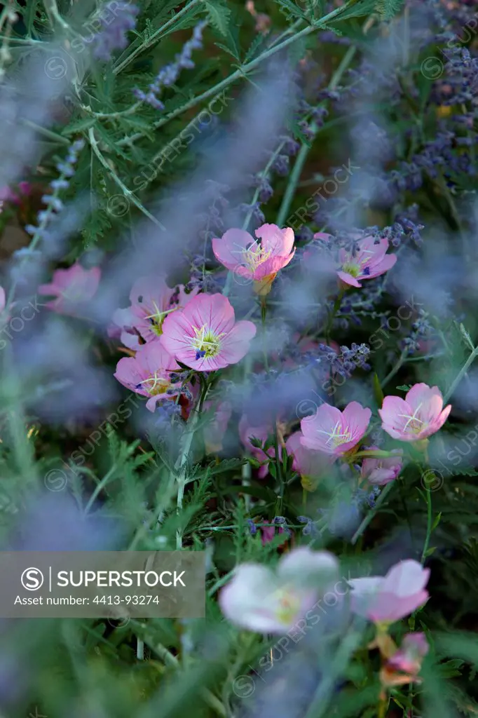 Pink flowers of evening primrose and violets Perovskia summer