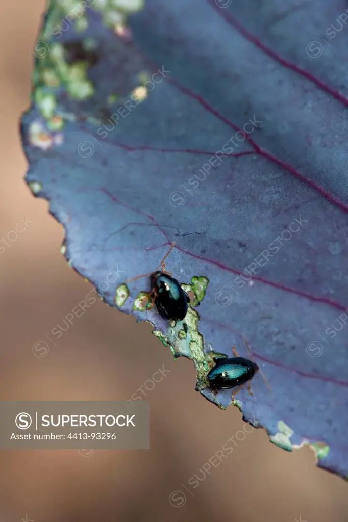 Flea beetles on a cabbage leaf in a kitchen garden