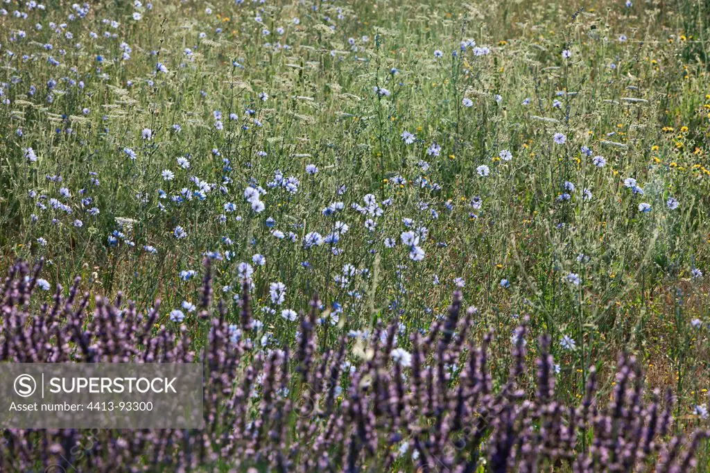 Grasses and flowers of lavender and chicory summer Provence