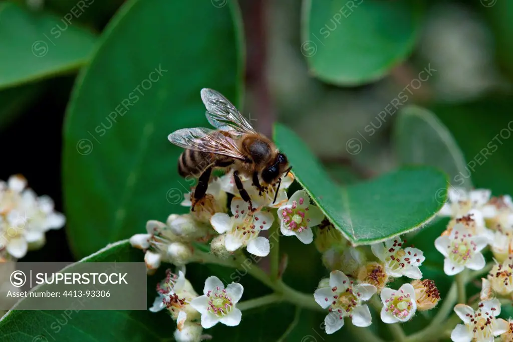 Cotoneaster white flowers pollinated by a bee Provence