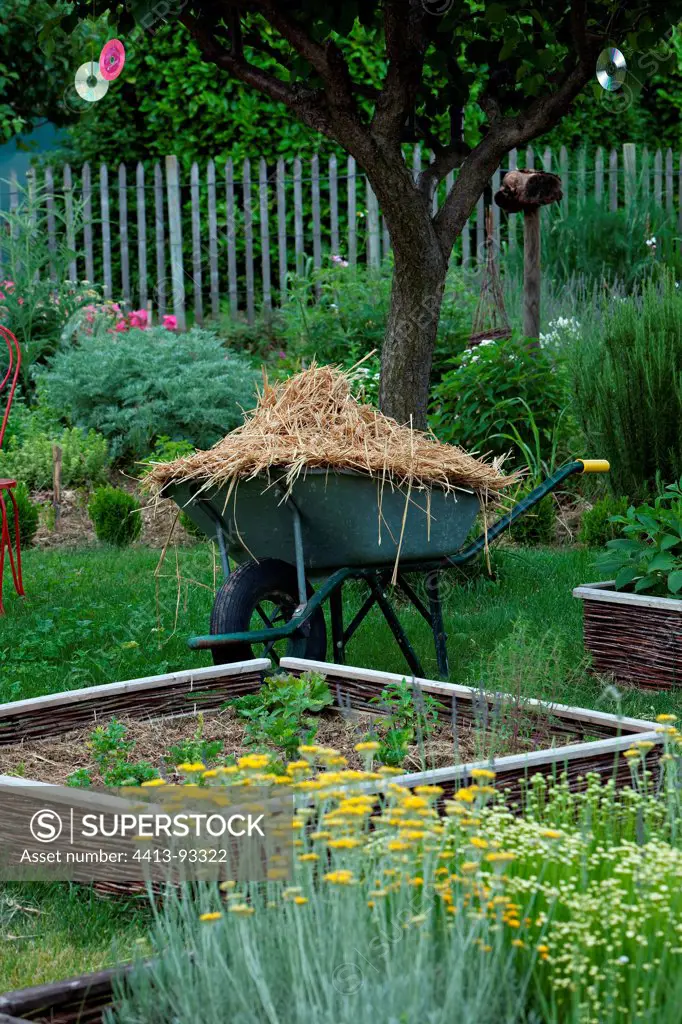 Wheelbarrow full of straw between the aromatics in summer