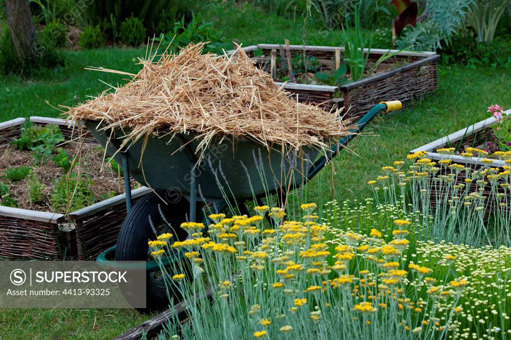 Wheelbarrow full of straw between the aromatics in summer