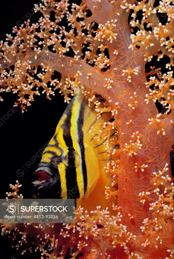 Exquisite Butterflyfish in Alcyonarian Coral Red Sea