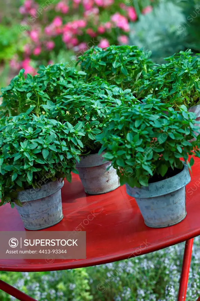 Pots of basil on a red table in the summer in Provence