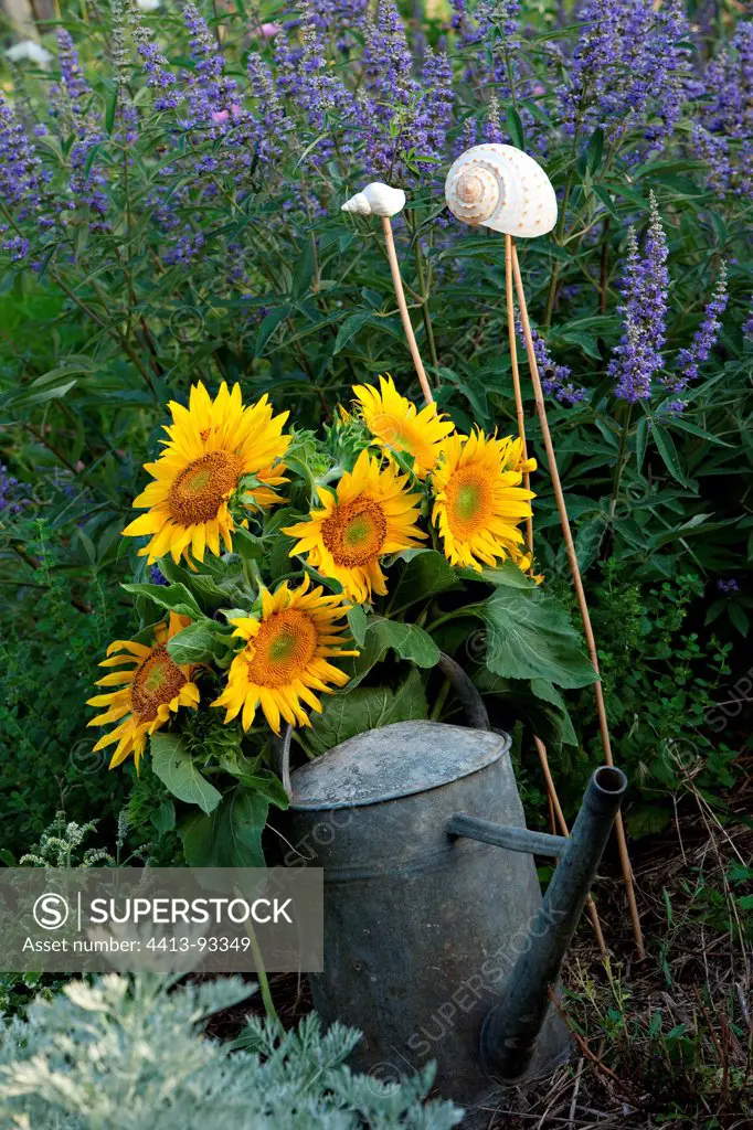 Flowers of Common Sunflower and Chasteberry in summer