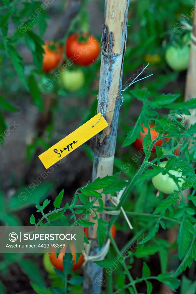 'Grape' Tomatoes and labeled timber in a vegetable garden