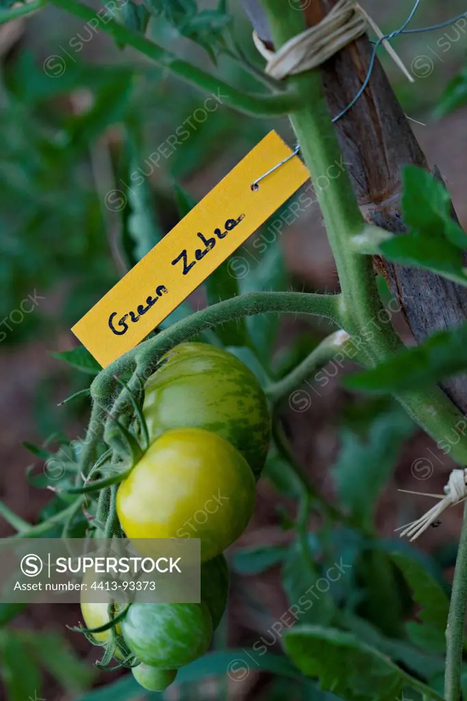 'Green Zebra' Tomatoes and labeled timber in a garden