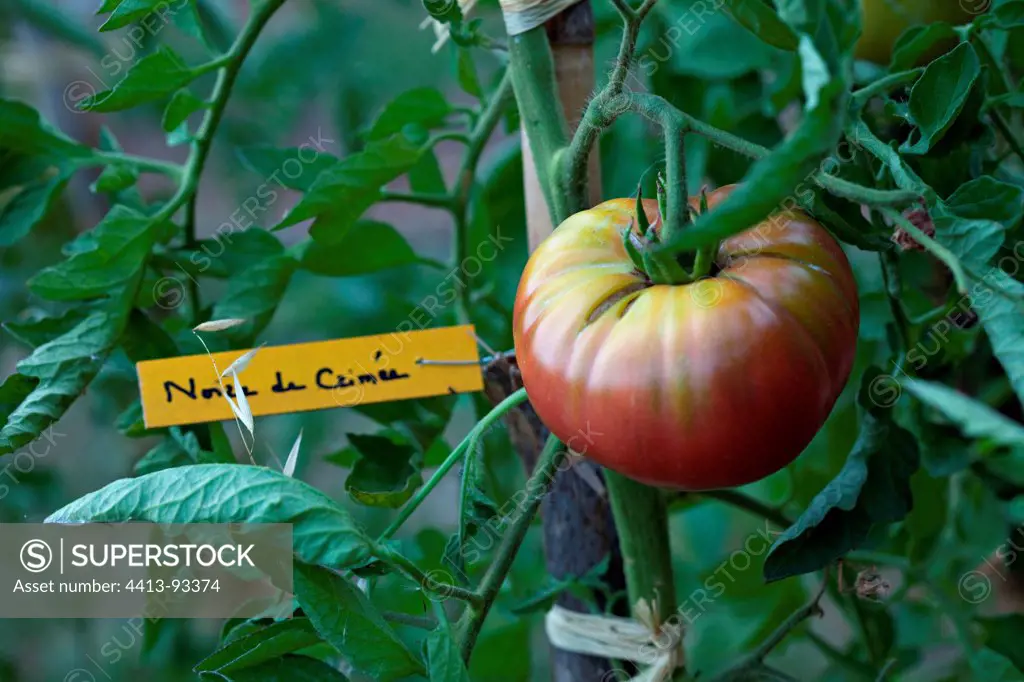 'Noire de Crimée' Tomatoes and labeled timber in a garden