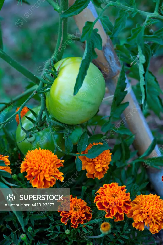 Beneficial combination of tomato and marigold Provence