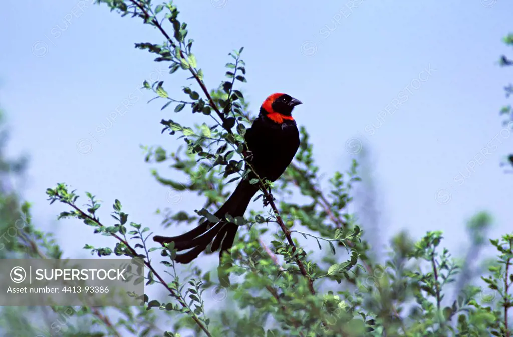 Red-collared windowbird male with breeding plumage Kenya