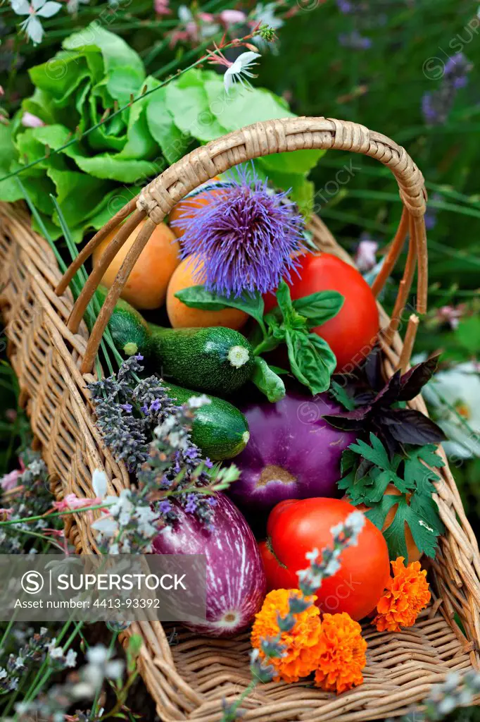 Basket and vegetables in the summer in Provence