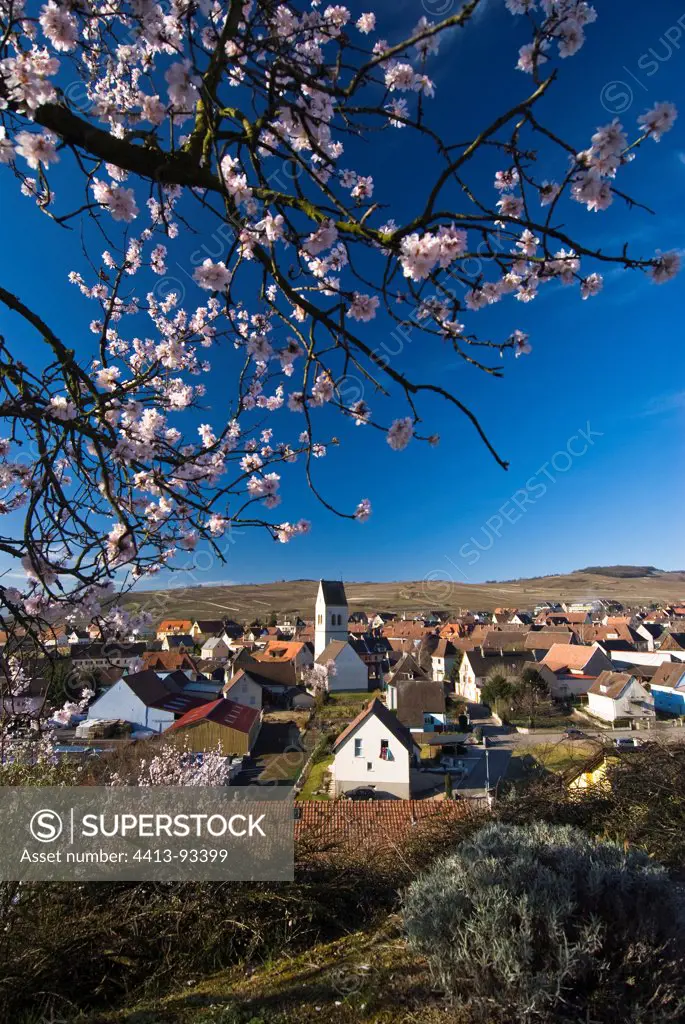 Village Bennwihr spring with an almond blossom