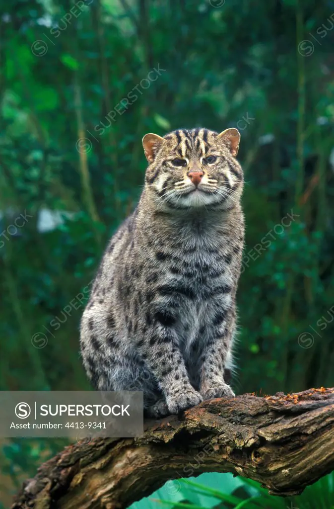 Fishing Cat sit on a branch