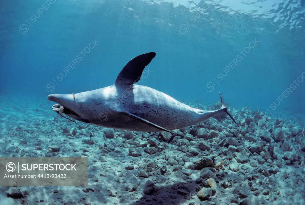 Bottlenose Dolphin playing with Reef Octopus Red Sea