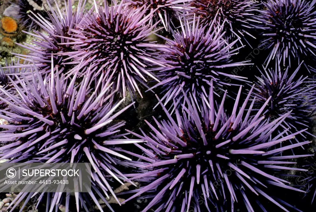 Purple Sea Urchins grazing on kelp Channel Islands USA