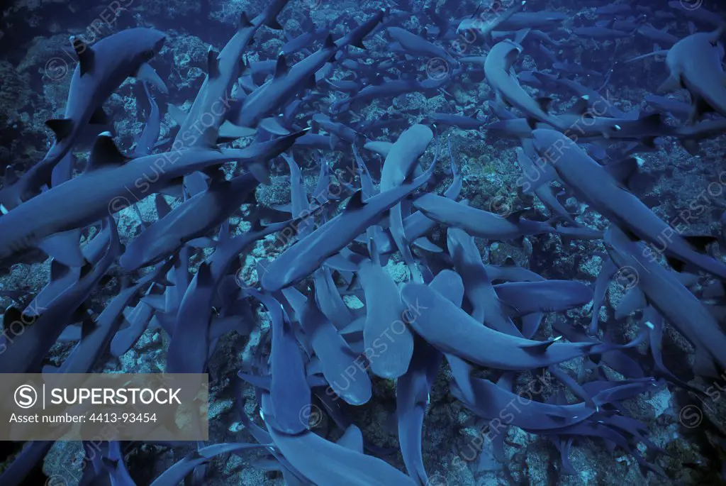 Whitetip Reef Sharks scouring the reef for prey Cocos Island