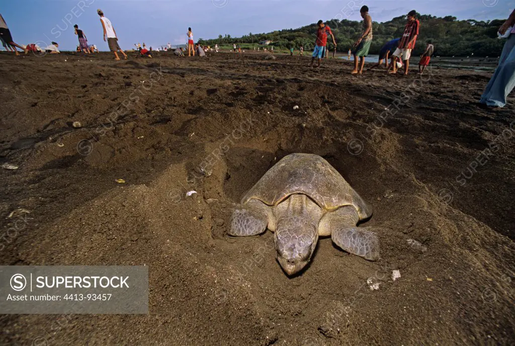Olive Ridley Turtle building nest to lay eggs Costa Rica