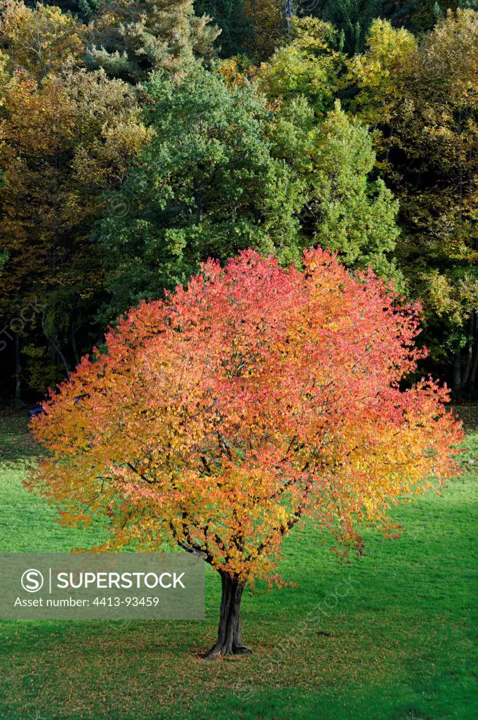 Cherry tree in autumn in the valley of Munster Stosswihr