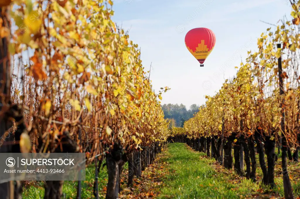 Hor-air Balloon in the vineyard at Ammerschwihr in autumn