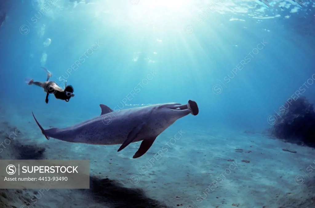 Snorkeler interacting with wild Bottlenose Dolphin Red Sea