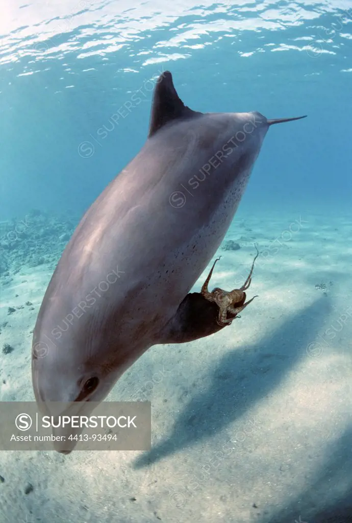Bottlenose Dolphin playing with Reef Octopus Red Sea