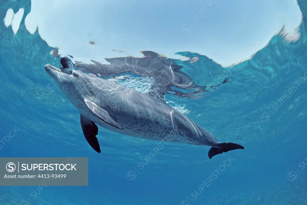 Bottlenose Dolphin and calf playing with Sea Cucumber