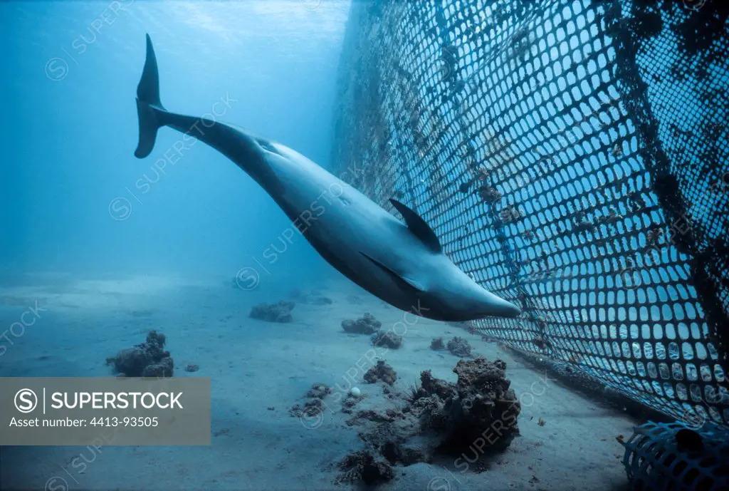 Bottlenose Dolphin inspects net Red sea Israel