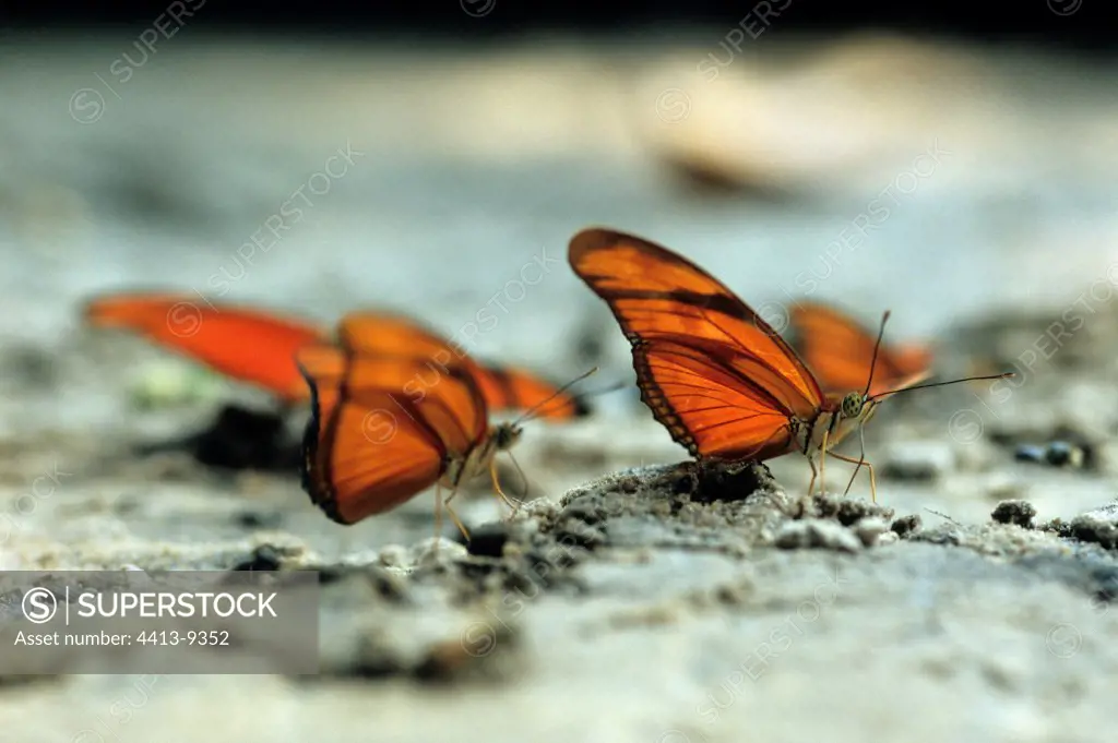 Julia heliconian butterflies being dried on ground Brazil