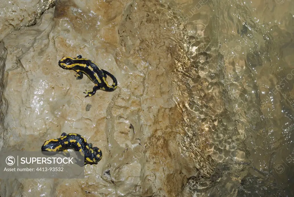 Salamanders near the underground river of the Rupt du Puits