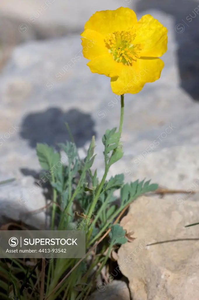 Alpine poppy flower Mont Ventoux Provence France