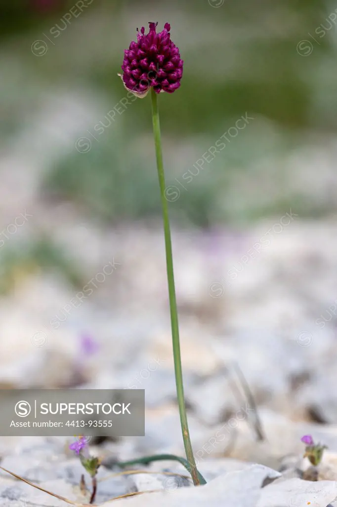 Round-headed Leek flower Mont Ventoux Provence France