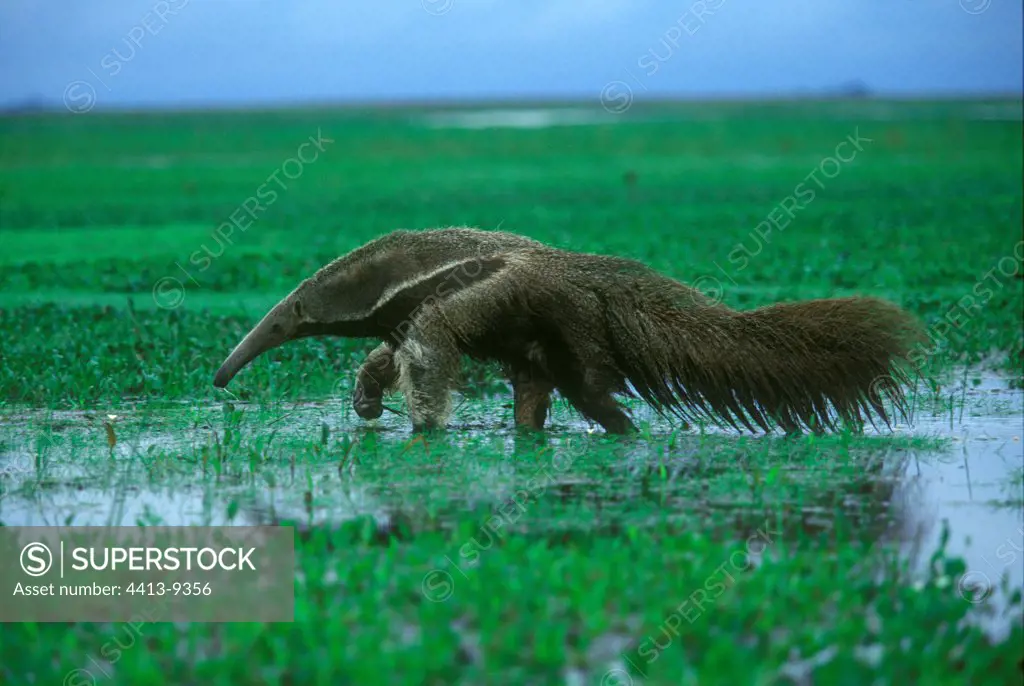 Giant anteater crossing a swamp Venezuela