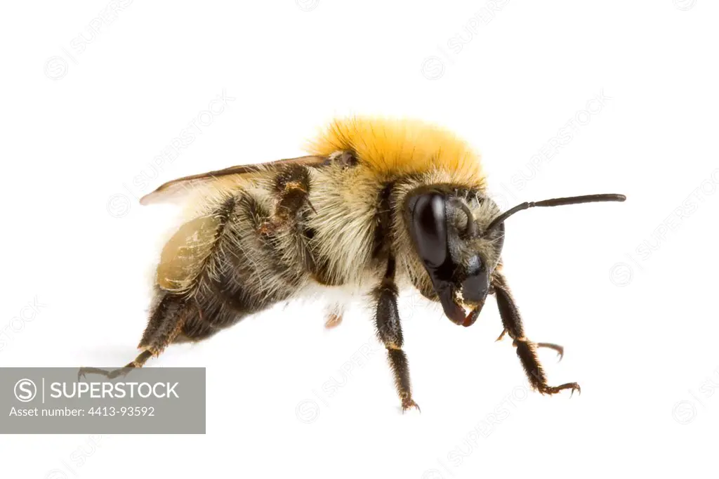 Carder Bumblebee on white background