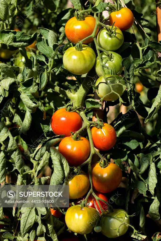 Cluster tomatoes in a vegetable garden organic Provence France